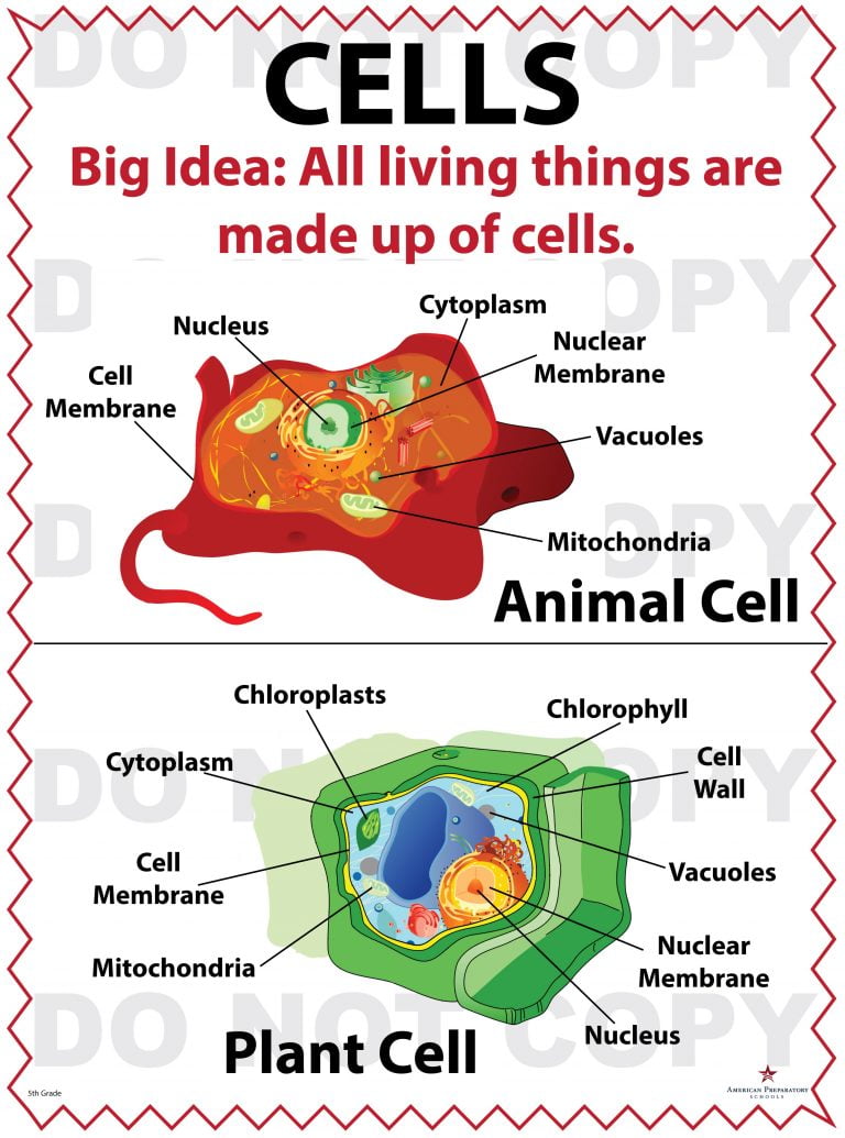 Cells - 5th Grade - American Preparatory Schools