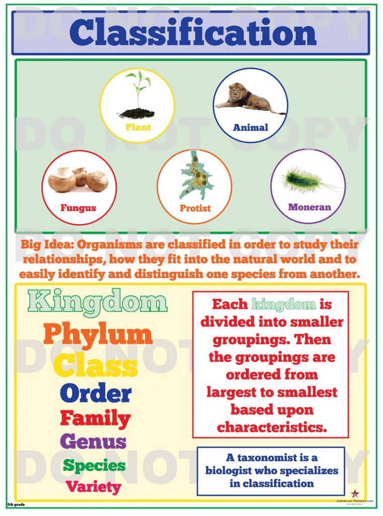 classification-5th-grade-american-preparatory-schools