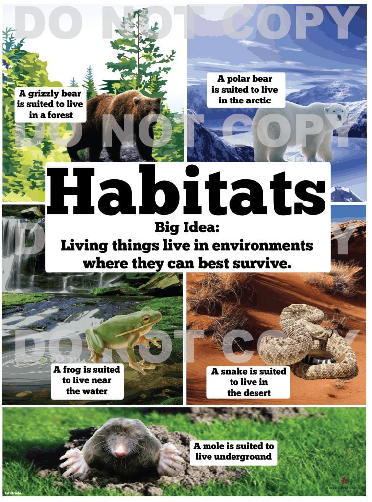 habitats-1st-grade-american-preparatory-schools