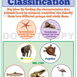 Animal Classification – 3rd Grade