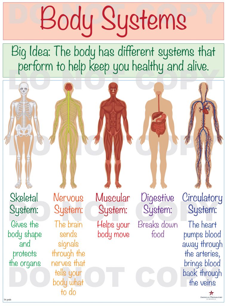 Body Systems 1st Grade American Preparatory Schools