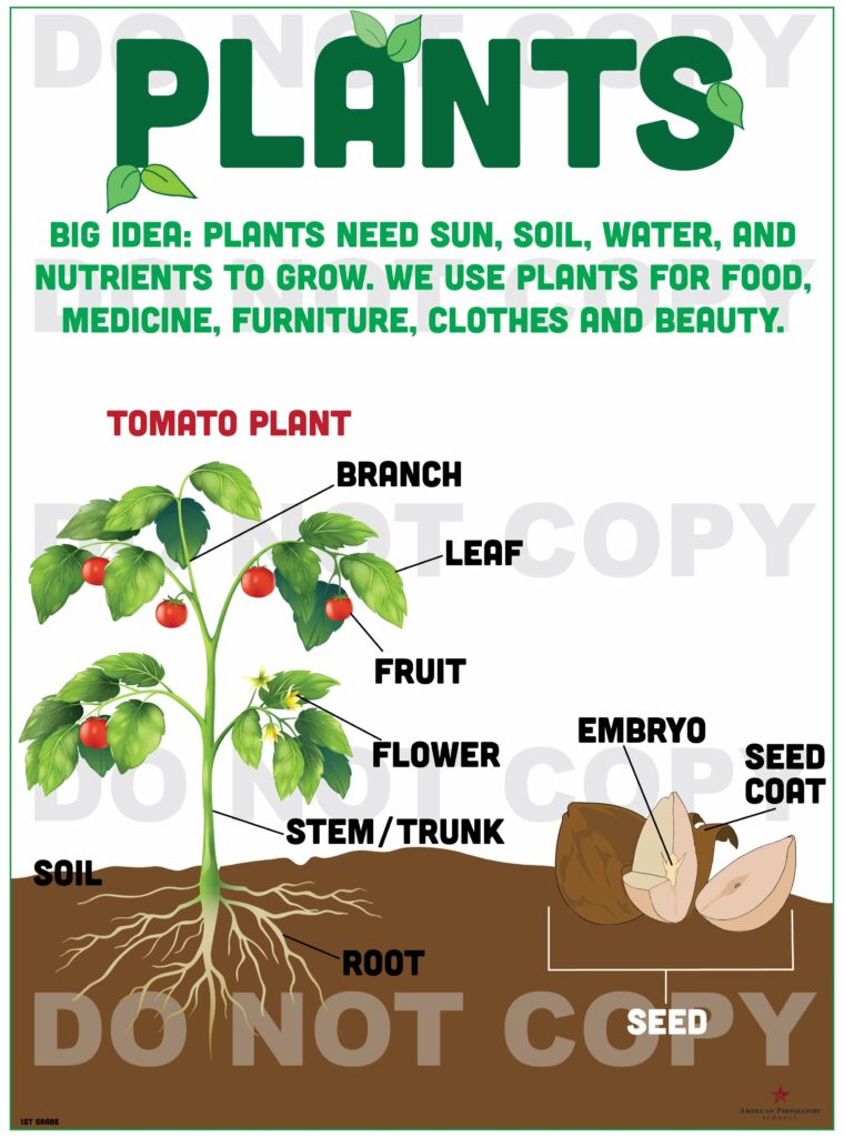 Plants - 1st Grade - American Preparatory Schools